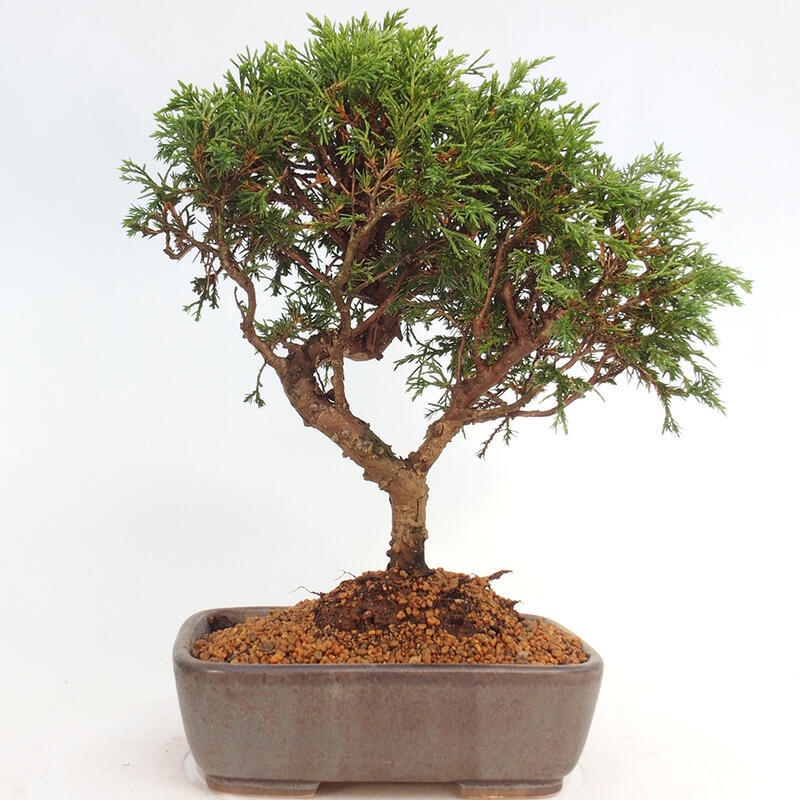 Bonsai für draußen - Juniperus chinensis Itoigawa