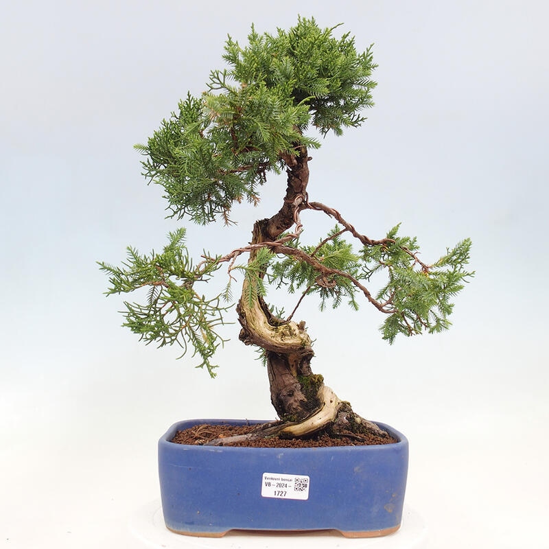 Bonsai für draußen - Juniperus chinensis Itoigawa-Juniperus chinensis