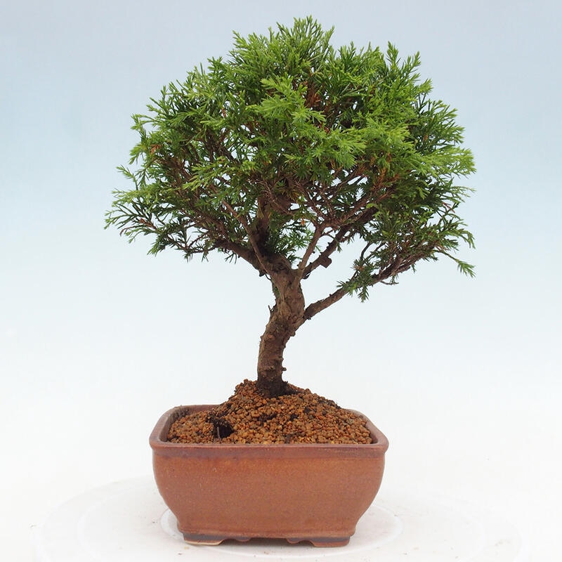 Bonsai für draußen - Juniperus chinensis Itoigawa