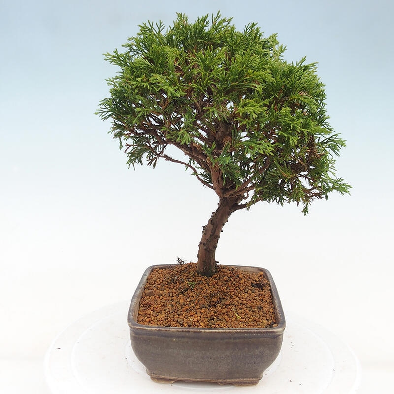Bonsai für draußen - Juniperus chinensis Itoigawa