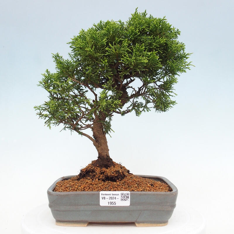 Bonsai für draußen - Juniperus chinensis Itoigawa