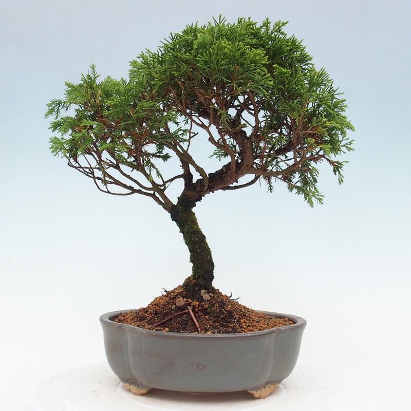 Bonsai für draußen - Juniperus chinensis Itoigawa