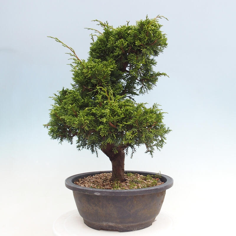 Bonsai für draußen - Juniperus chinensis Itoigawa