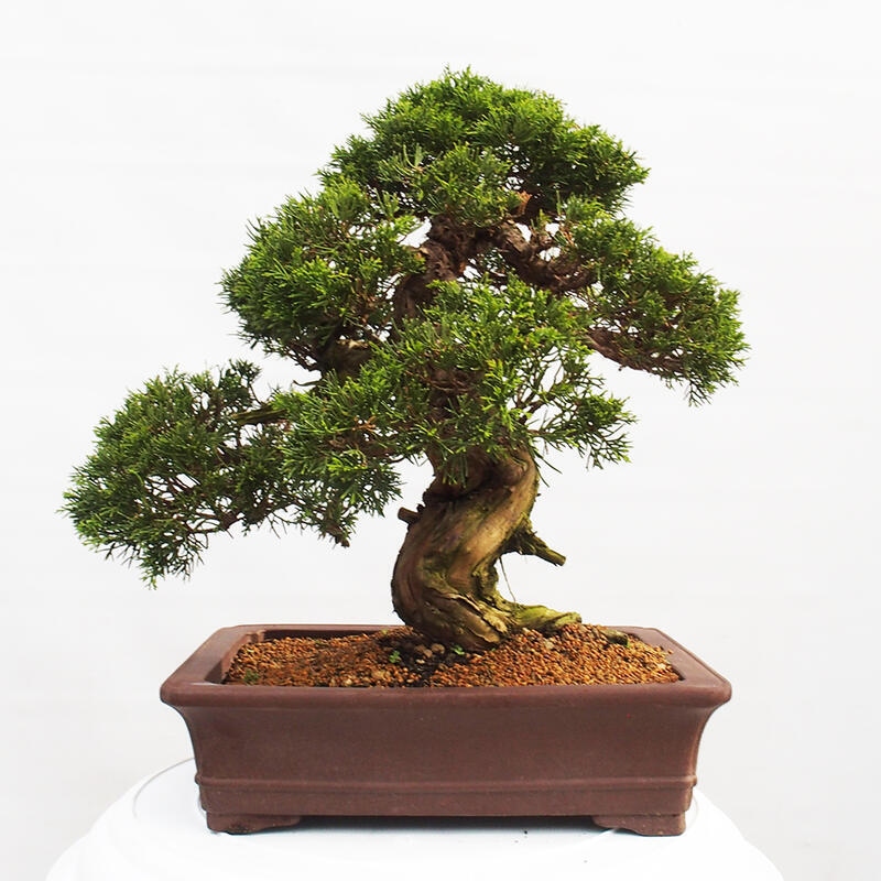 Bonsai für draußen - Juniperus chinensis Itoigawa