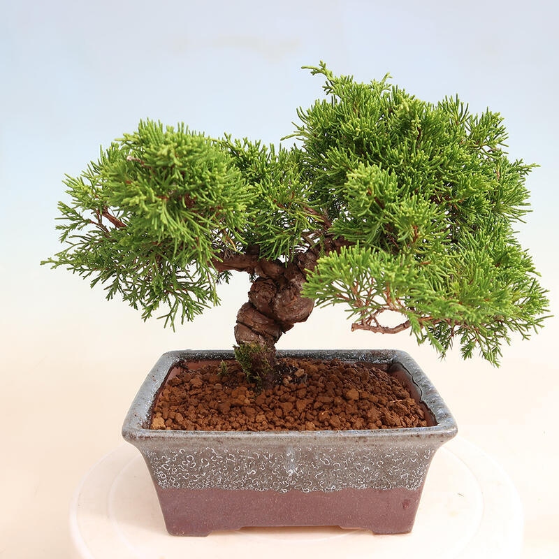 Bonsai für draußen - Juniperus chinensis Itoigawa