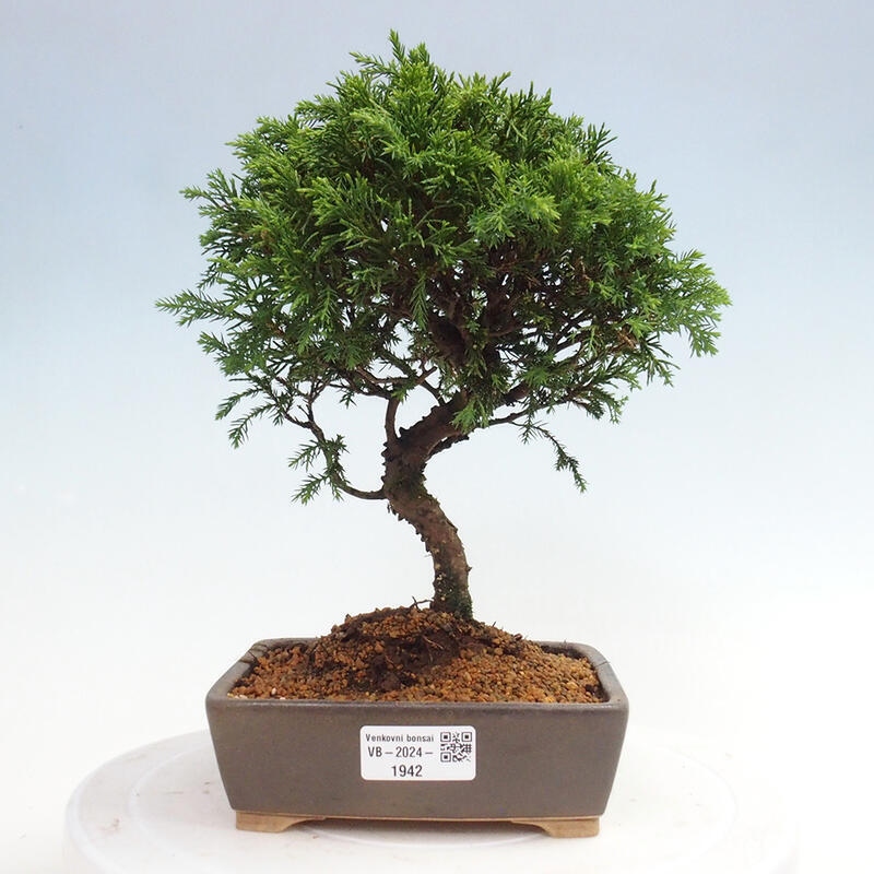Bonsai für draußen - Juniperus chinensis Itoigawa