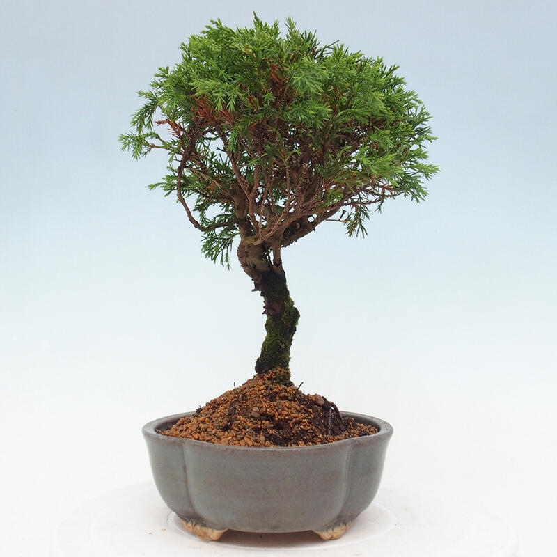 Bonsai für draußen - Juniperus chinensis Itoigawa
