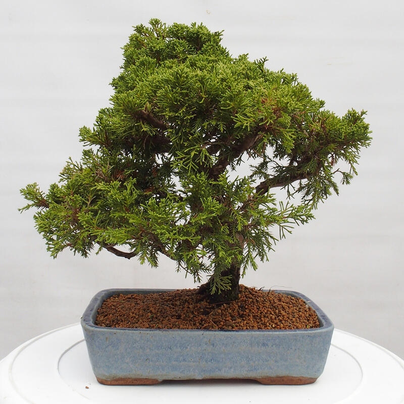 Bonsai für draußen - Juniperus chinensis Itoigawa