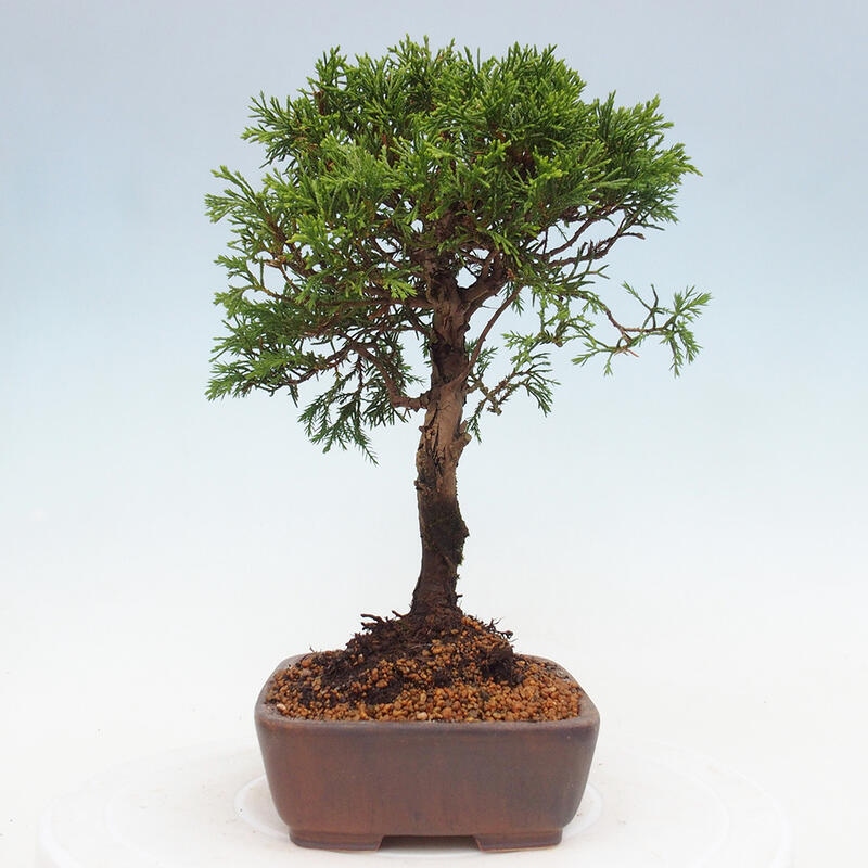 Bonsai für draußen - Juniperus chinensis Itoigawa