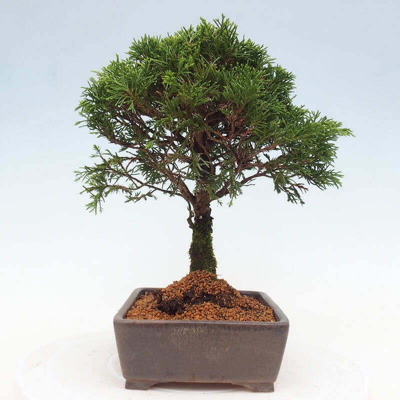 Bonsai für draußen - Juniperus chinensis Itoigawa