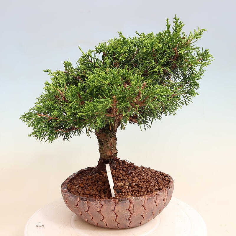 Bonsai für draußen - Juniperus chinensis Itoigawa