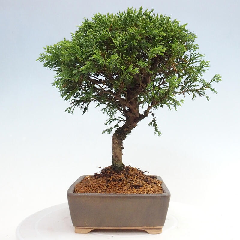 Bonsai für draußen - Juniperus chinensis Itoigawa