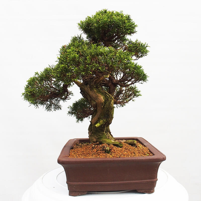 Bonsai für draußen - Juniperus chinensis Itoigawa