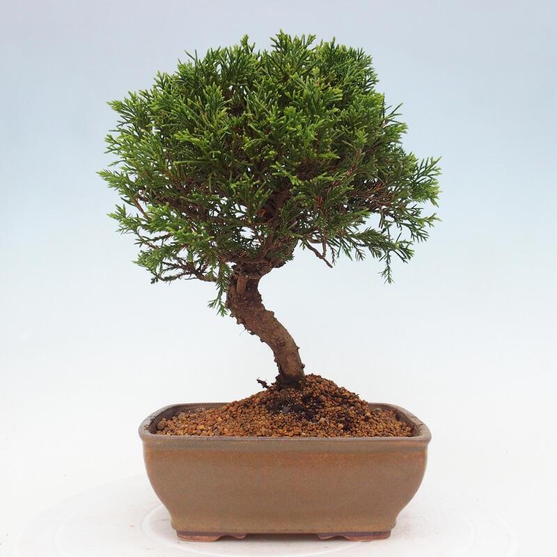 Bonsai für draußen - Juniperus chinensis Itoigawa