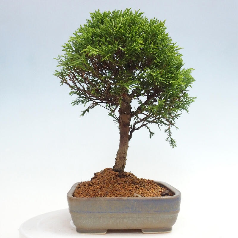 Bonsai für draußen - Juniperus chinensis Itoigawa