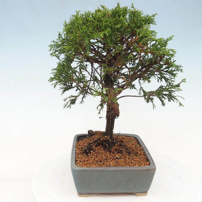 Bonsai für draußen - Juniperus chinensis Itoigawa