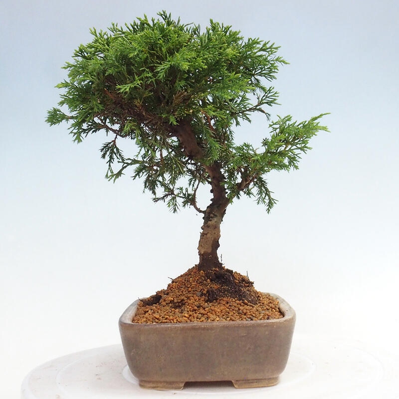 Bonsai für draußen - Juniperus chinensis Itoigawa