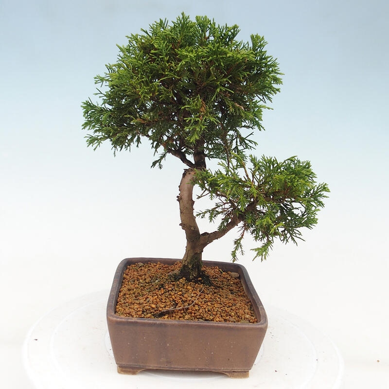 Bonsai für draußen - Juniperus chinensis Itoigawa
