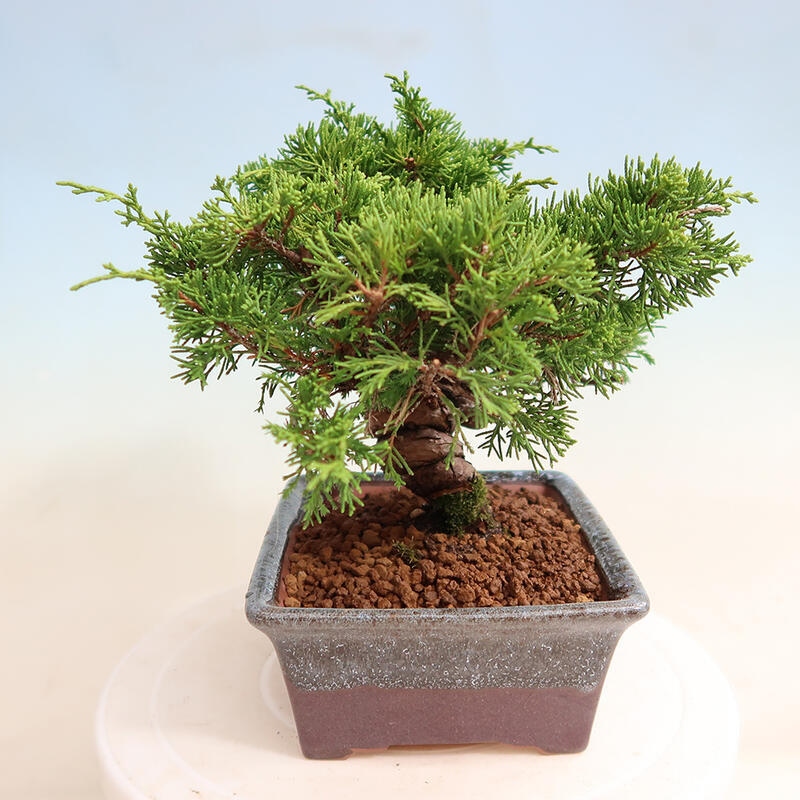 Bonsai für draußen - Juniperus chinensis Itoigawa