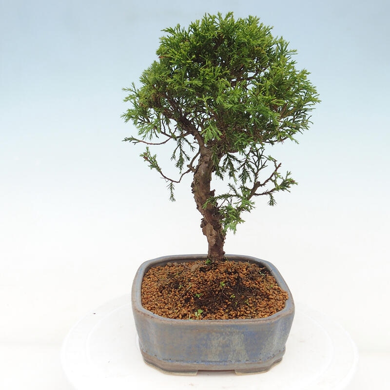 Bonsai für draußen - Juniperus chinensis Itoigawa