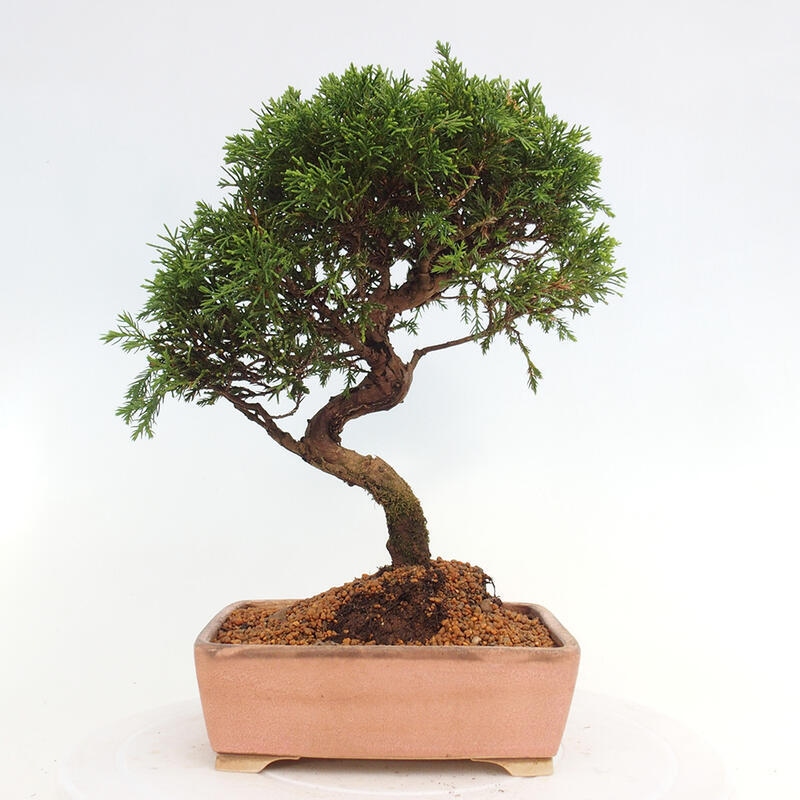 Bonsai für draußen - Juniperus chinensis Itoigawa