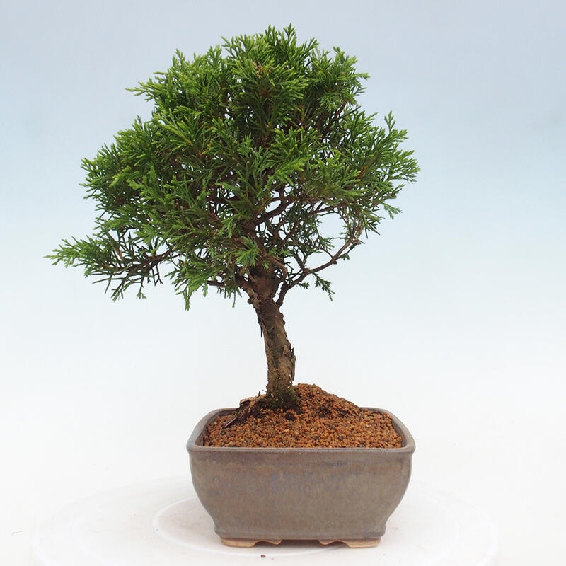 Bonsai für draußen - Juniperus chinensis Itoigawa