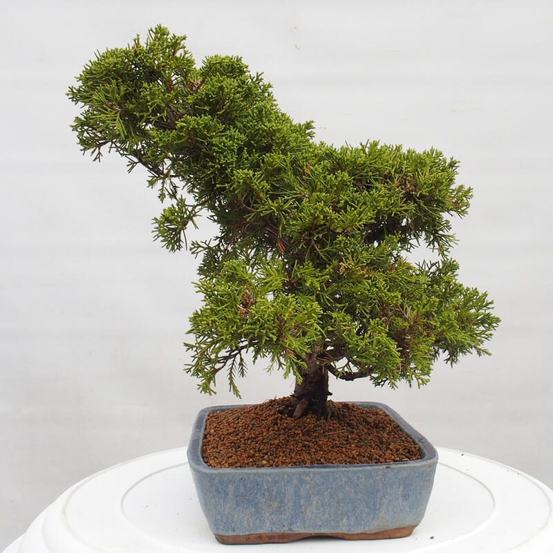 Bonsai für draußen - Juniperus chinensis Itoigawa