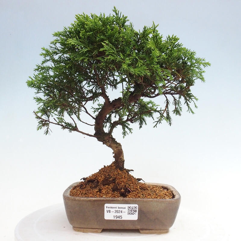 Bonsai für draußen - Juniperus chinensis Itoigawa