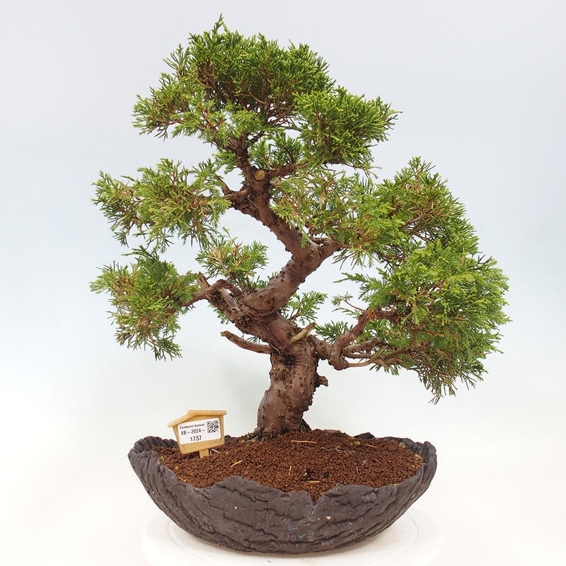 Bonsai für draußen - Juniperus chinensis Kishu