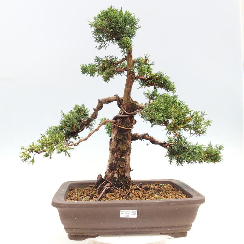 Bonsai für draußen - Juniperus chinensis Kishu