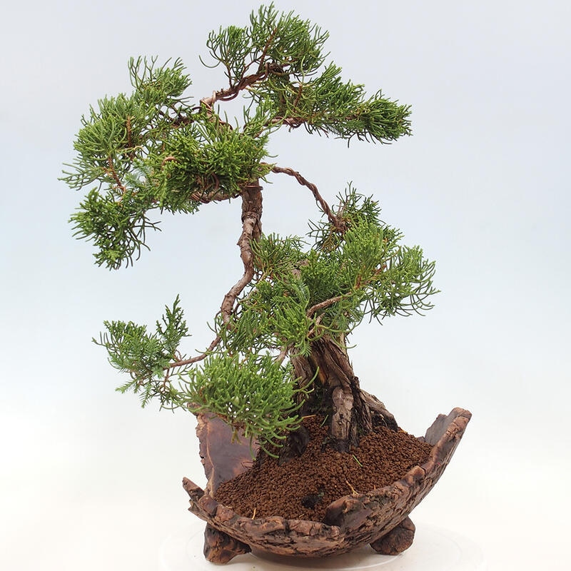 Bonsai für draußen - Juniperus chinensis Kishu