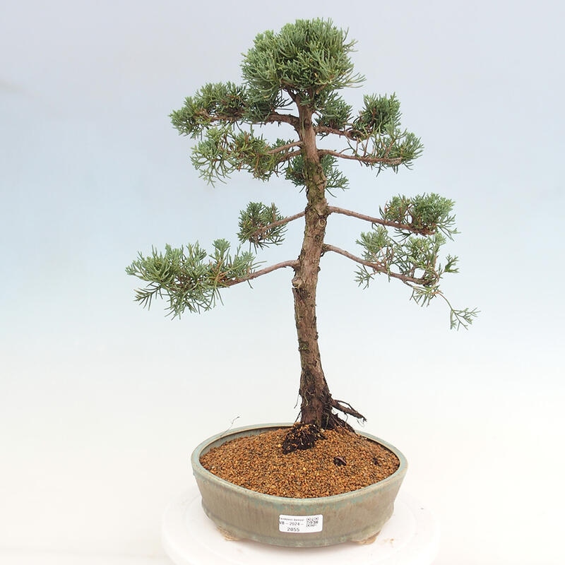 Bonsai für draußen - Juniperus chinensis Kishu