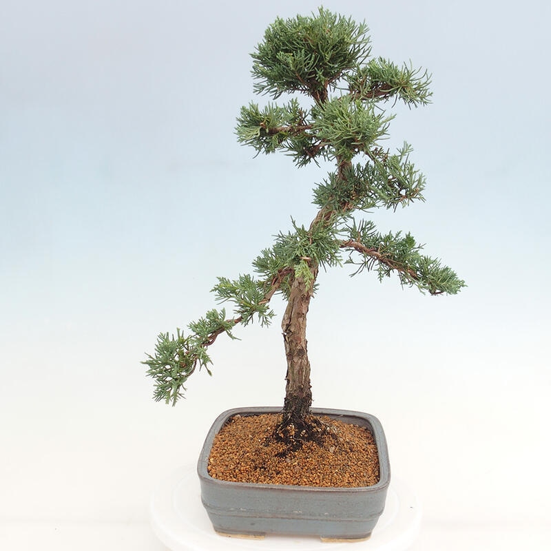Bonsai für draußen - Juniperus chinensis Kishu