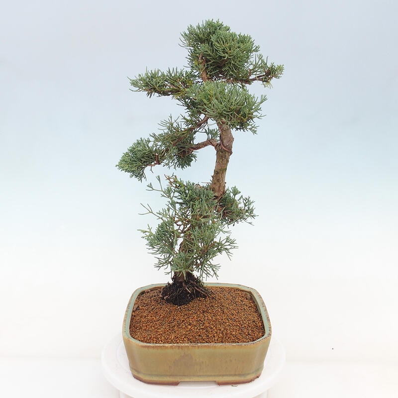 Bonsai für draußen - Juniperus chinensis Kishu