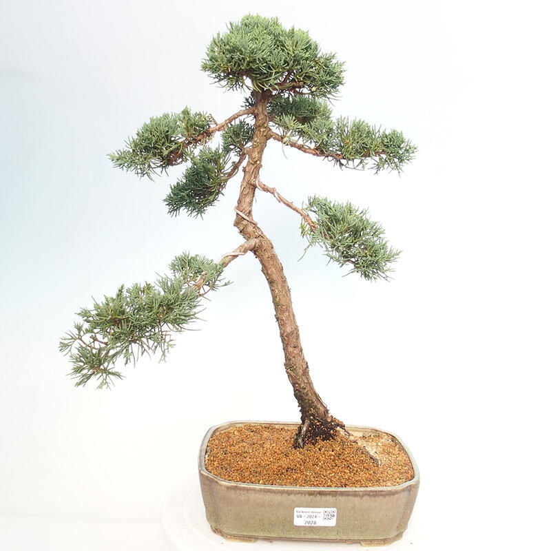 Bonsai für draußen - Juniperus chinensis Kishu