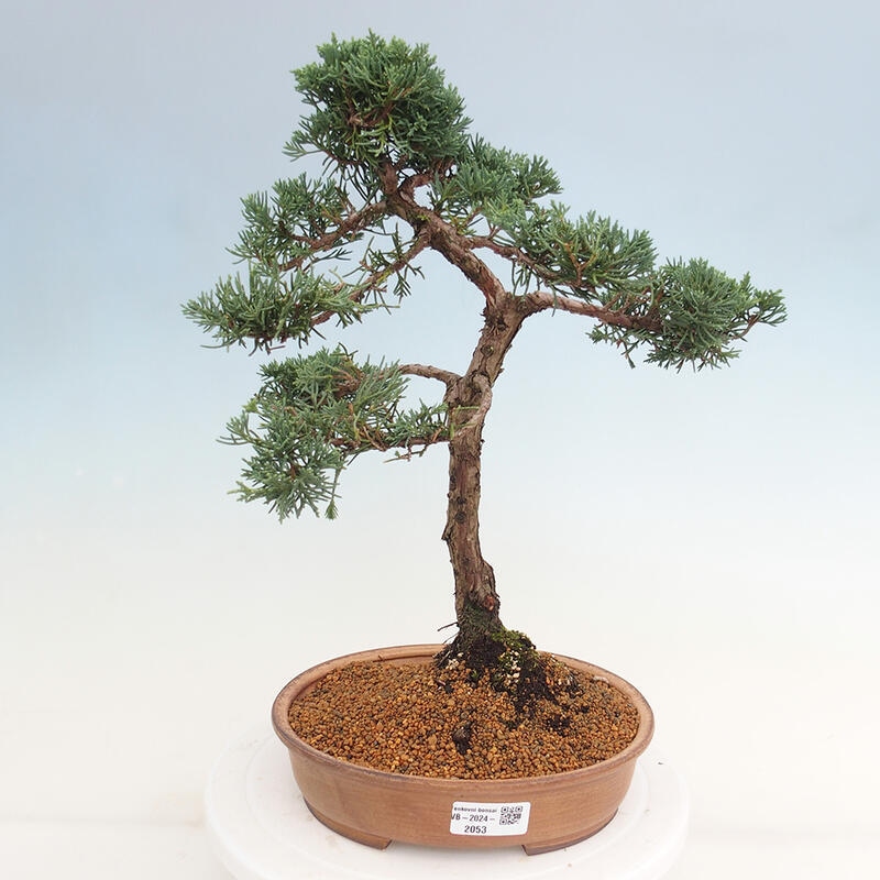Bonsai für draußen - Juniperus chinensis Kishu