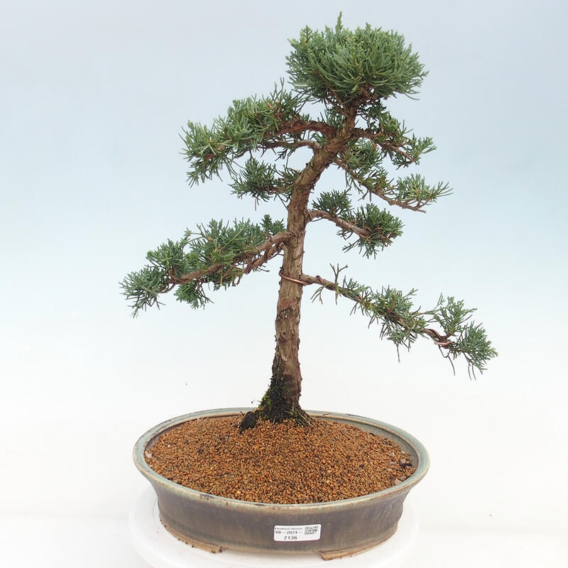Bonsai für draußen - Juniperus chinensis Kishu