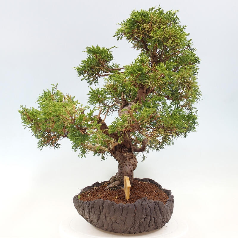 Bonsai für draußen - Juniperus chinensis Kishu