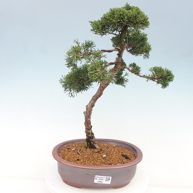 Bonsai für draußen - Juniperus chinensis Kishu