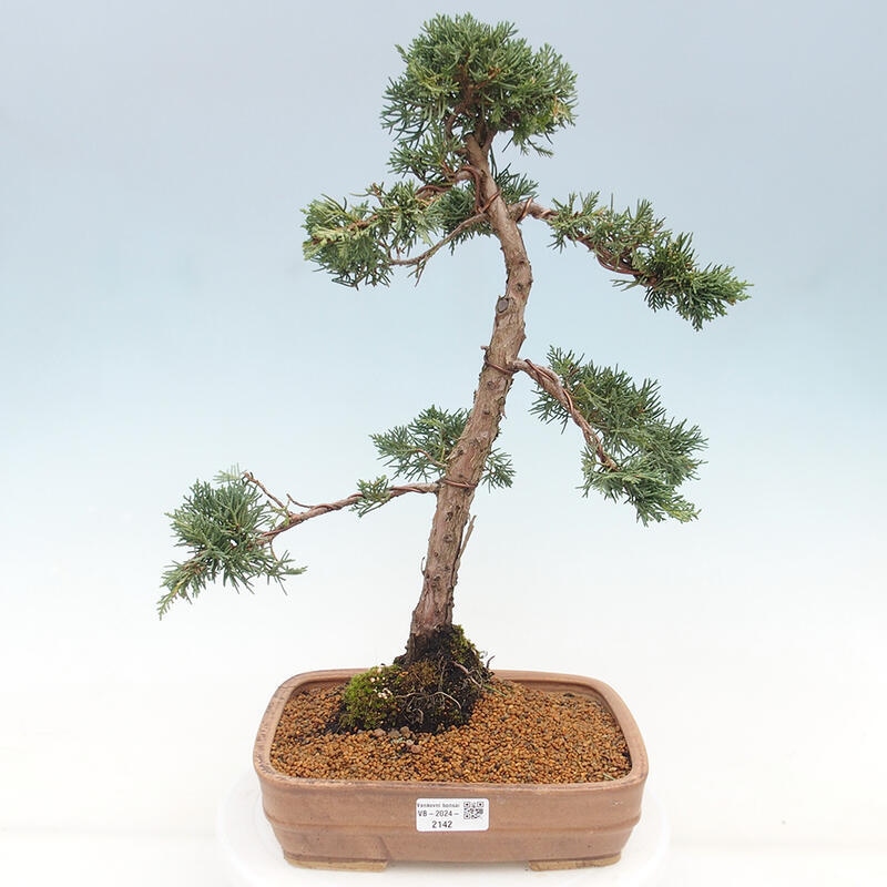 Bonsai für draußen - Juniperus chinensis Kishu