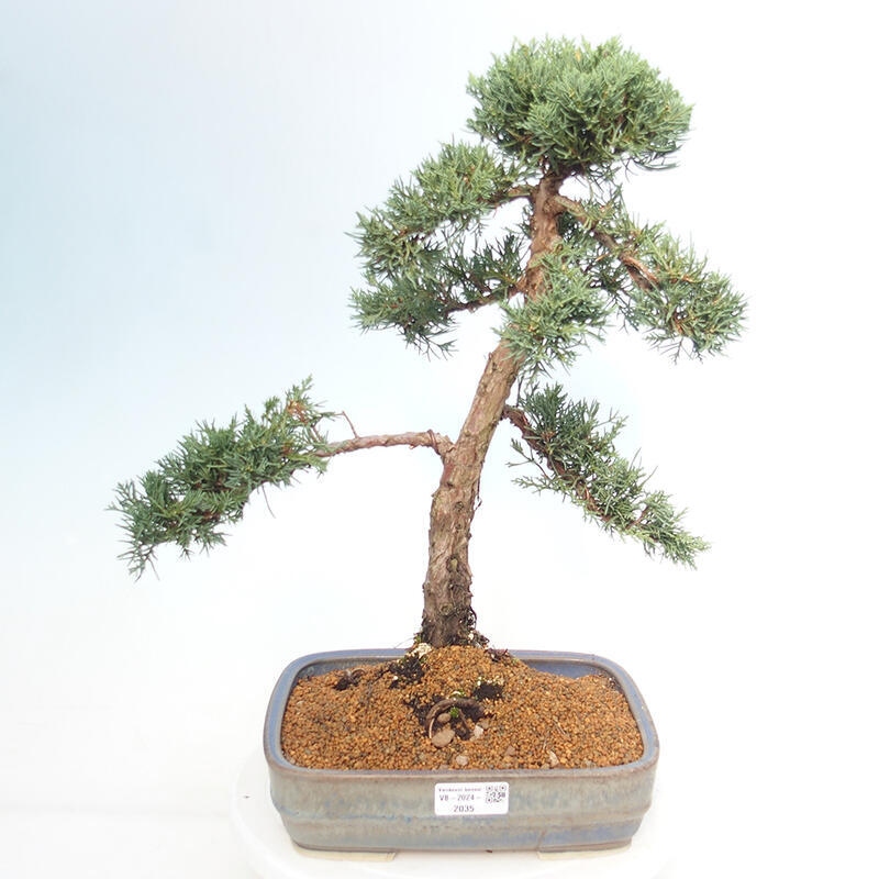 Bonsai für draußen - Juniperus chinensis Kishu