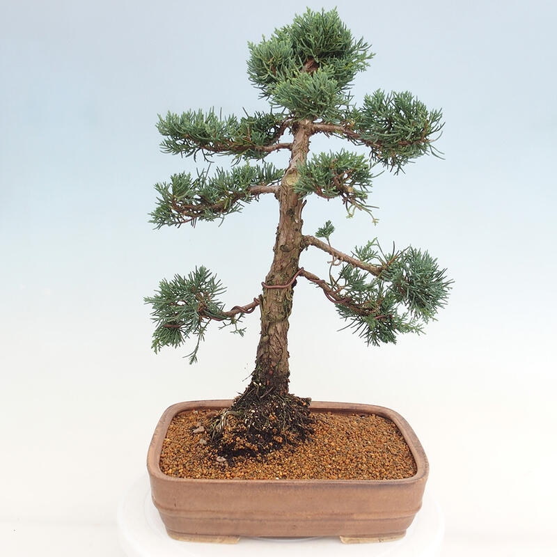 Bonsai für draußen - Juniperus chinensis Kishu