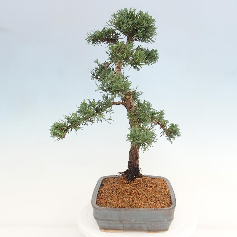 Bonsai für draußen - Juniperus chinensis Kishu
