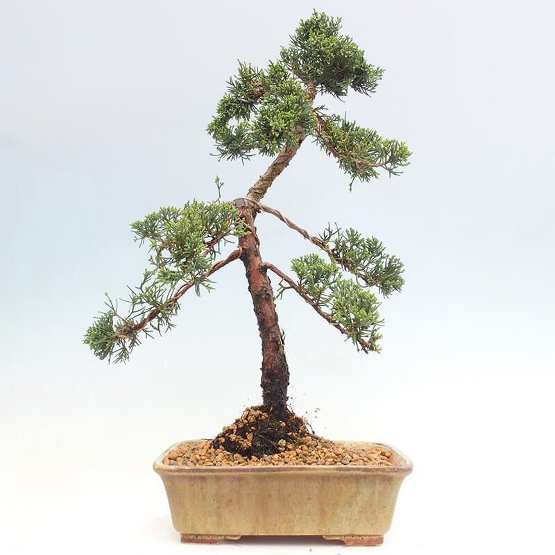 Bonsai für draußen - Juniperus chinensis Kishu