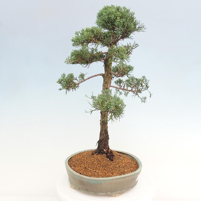 Bonsai für draußen - Juniperus chinensis Kishu
