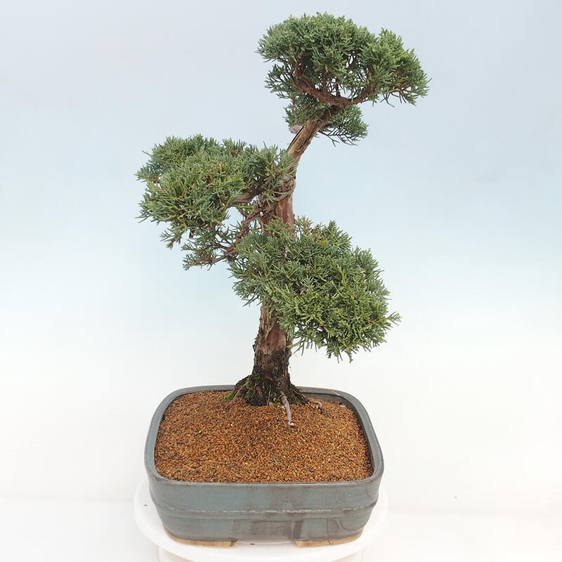 Bonsai für draußen - Juniperus chinensis Kishu