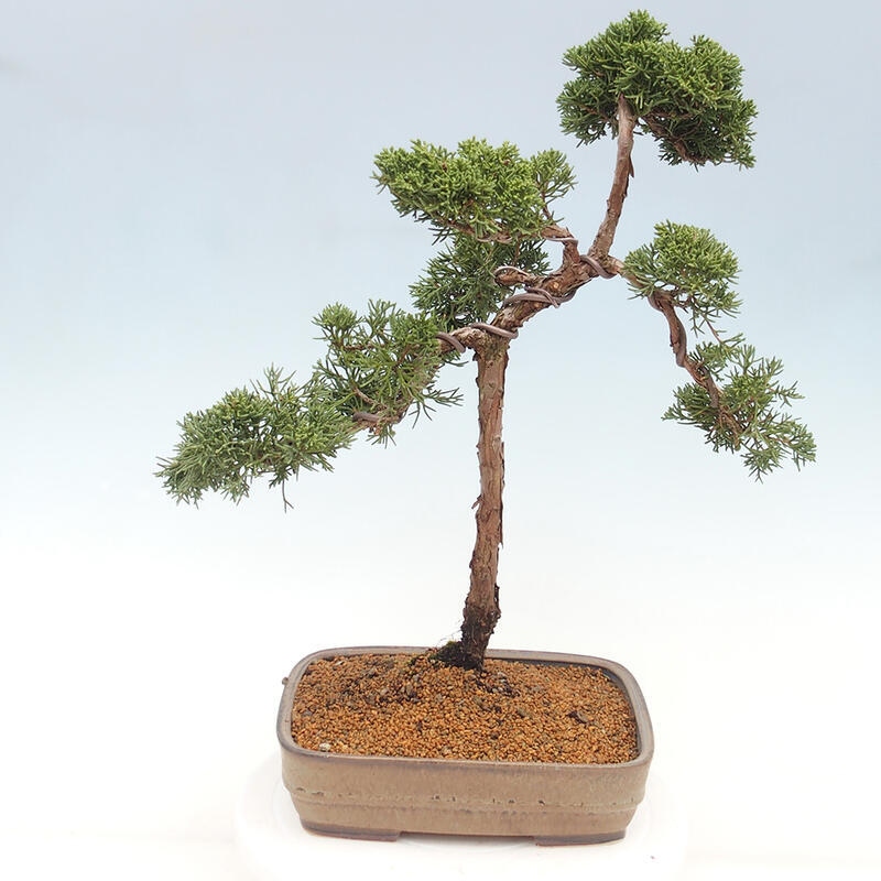 Bonsai für draußen - Juniperus chinensis Kishu