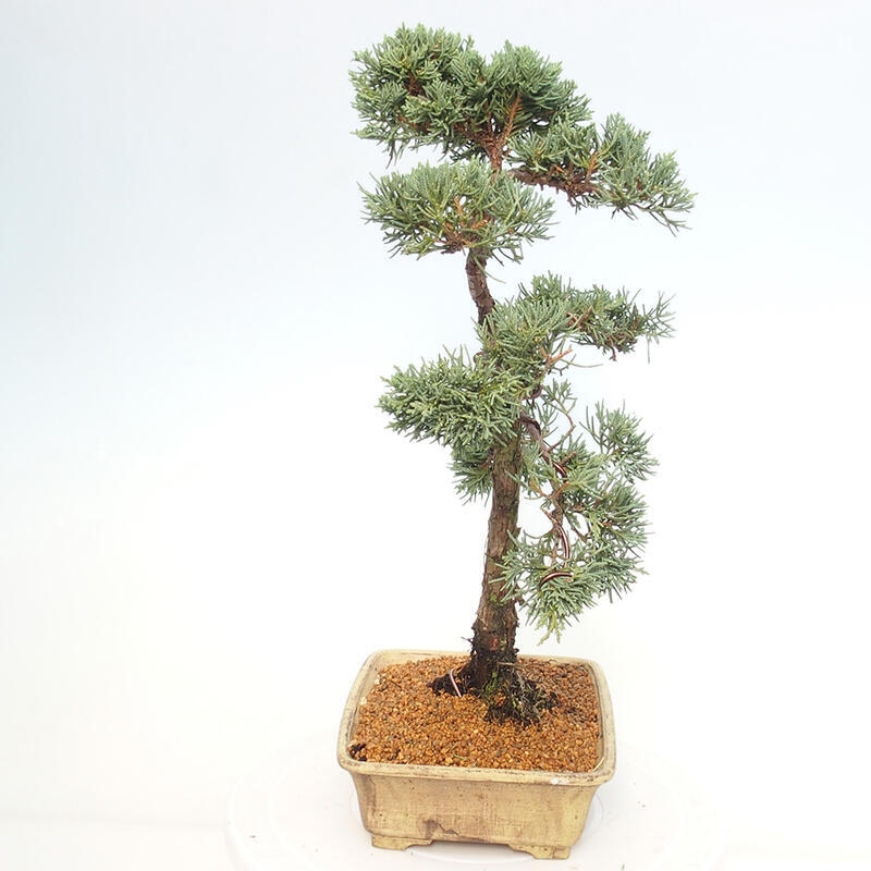 Bonsai für draußen - Juniperus chinensis Kishu