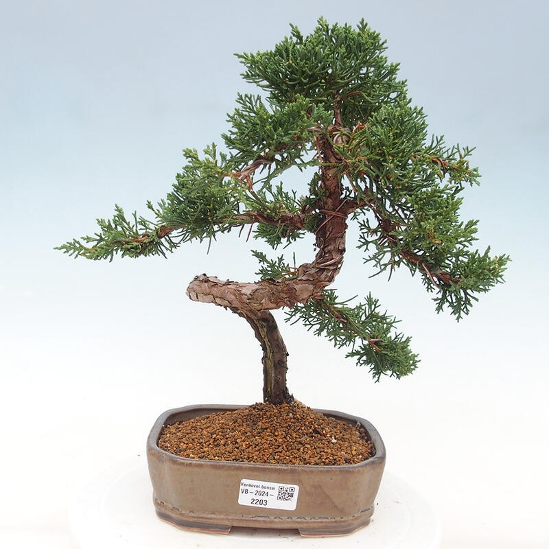 Bonsai für draußen - Juniperus chinensis Kishu