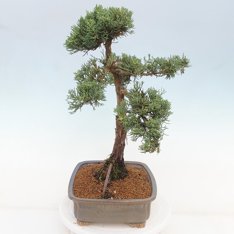 Bonsai für draußen - Juniperus chinensis Kishu